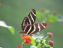brookside gardens A Journey Through Natures Beauty