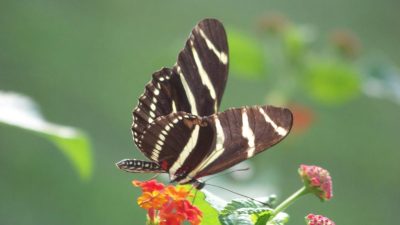 brookside gardens A Journey Through Natures Beauty