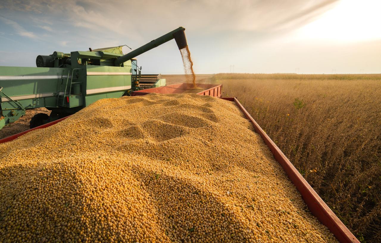 Market Watchers Project Bumper Harvests with GM Maize and Soybeans ...