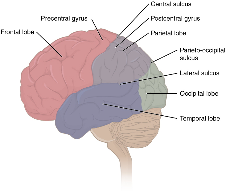 The Central Nervous System | Anatomy and Physiology I