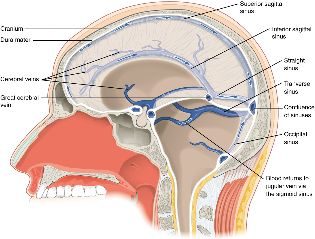 Circulation and the Central Nervous System | Anatomy and Physiology I