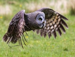 Muncaster Castle Gardens A Hidden Gem Of Beauty