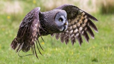 Muncaster Castle Gardens A Hidden Gem Of Beauty
