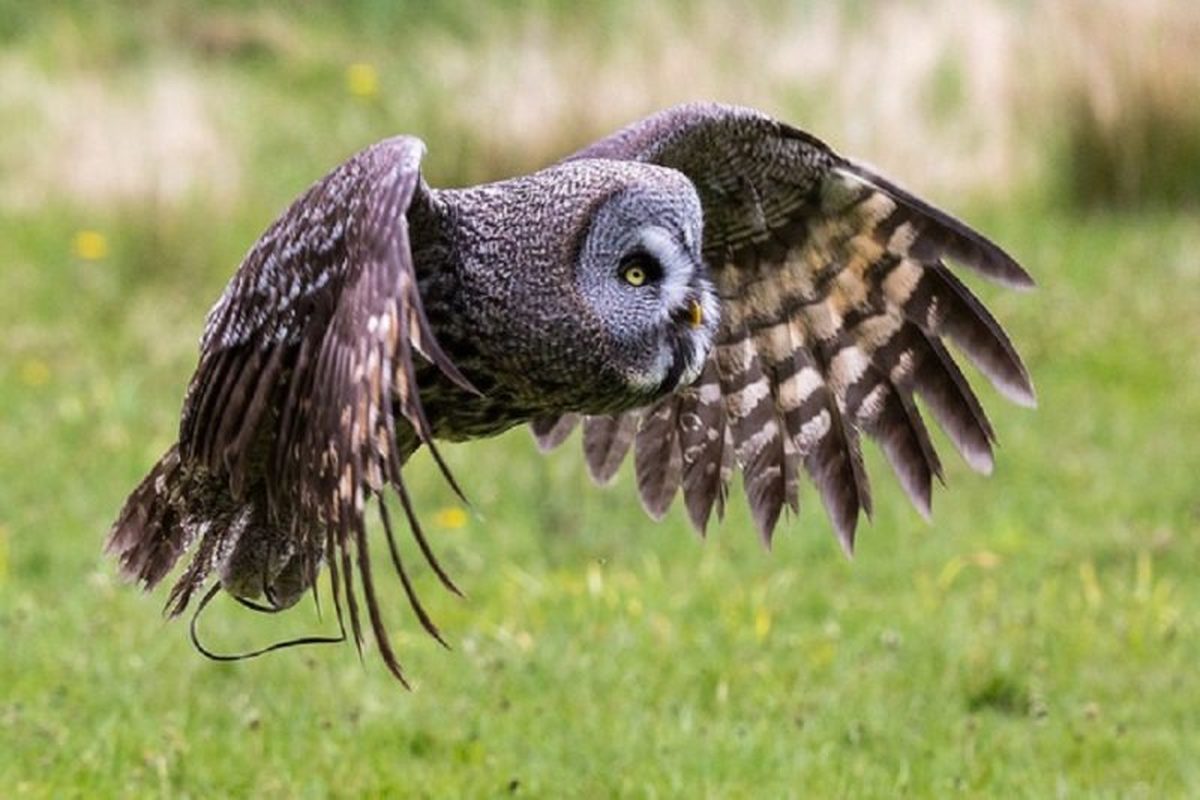 Muncaster castle gardens