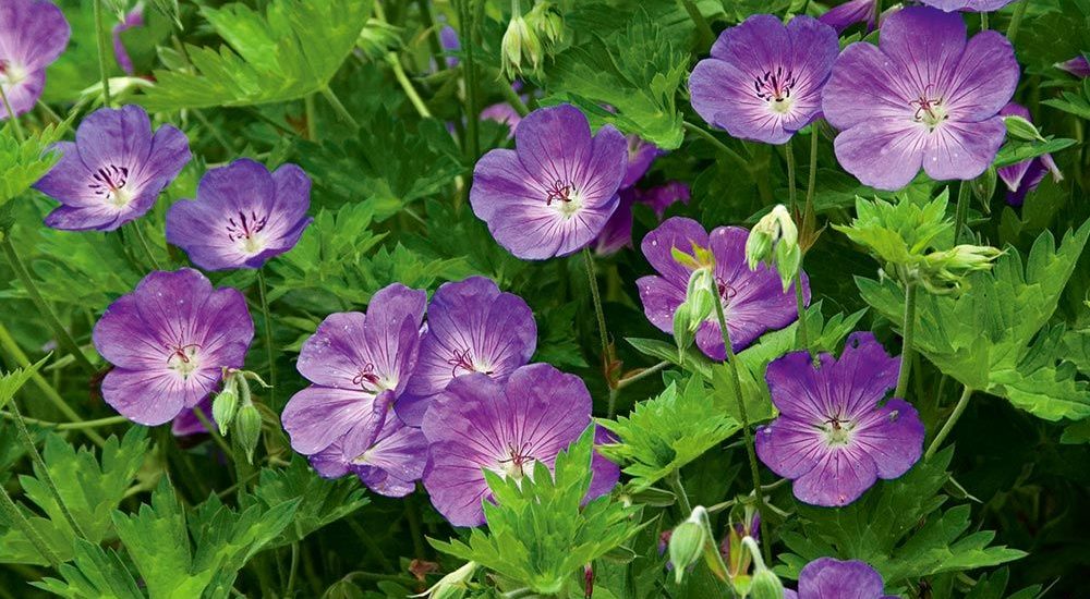 Louisville waterfront botanical gardens