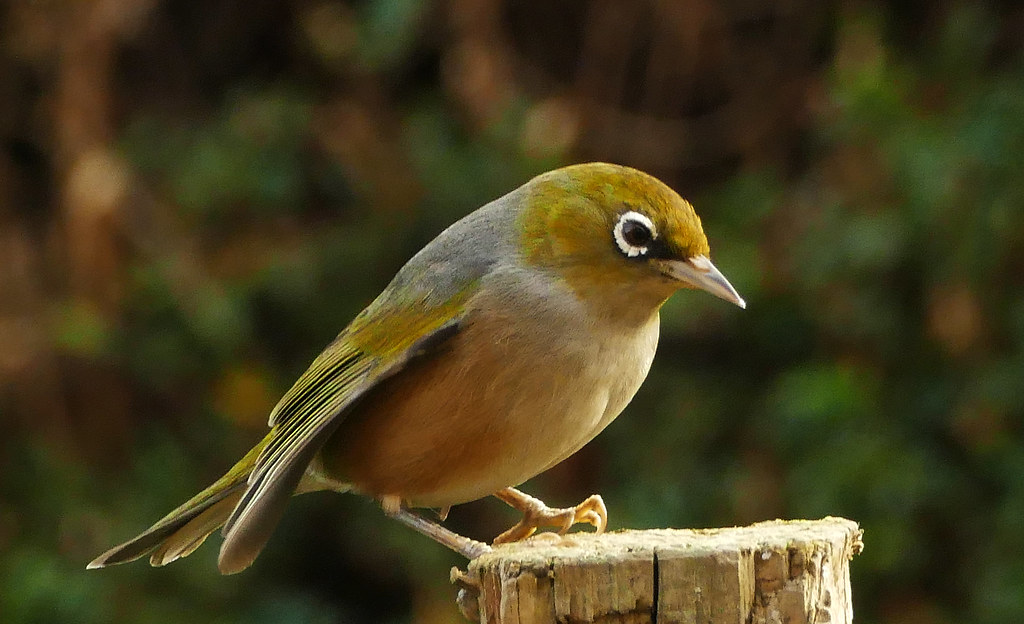 Silvereye (Zosterops lateralis) | Silvereyes were self intro… | Flickr Silvereye (Zosterops lateralis) | Silvereyes were self intro… | Flickr