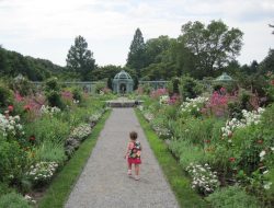 Old Westbury Gardens A Journey Through Natures Beauty