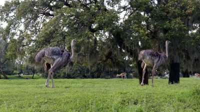 Busch gardens tampa florida resident