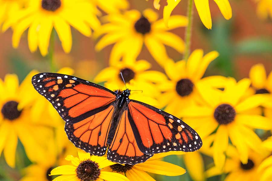 Coulter gardens and nursery