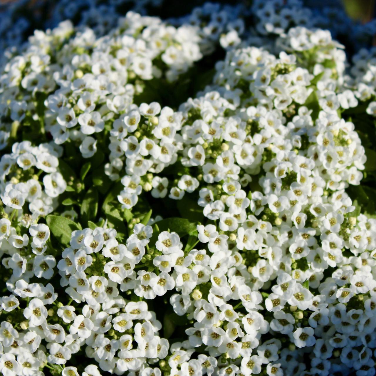 Gallery - Waterfront Botanical Gardens Gallery - Waterfront Botanical Gardens