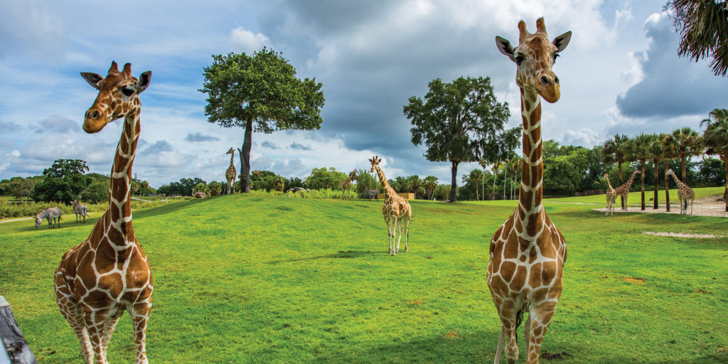 My Travel Blog: Busch Gardens Tampa Florida