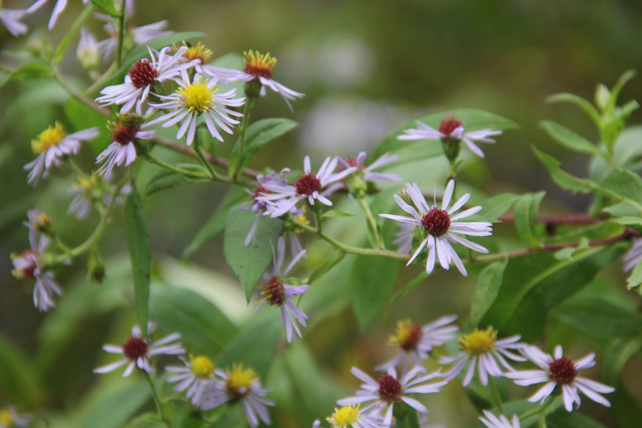 Explore These 14 New England Gardens