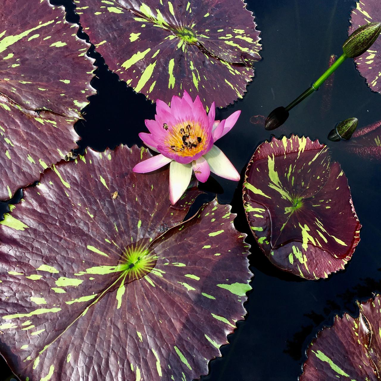 Nashville gardens botanical