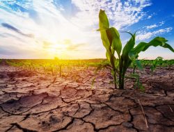 Dry Storage Boulder For Optimal Preservation Needs