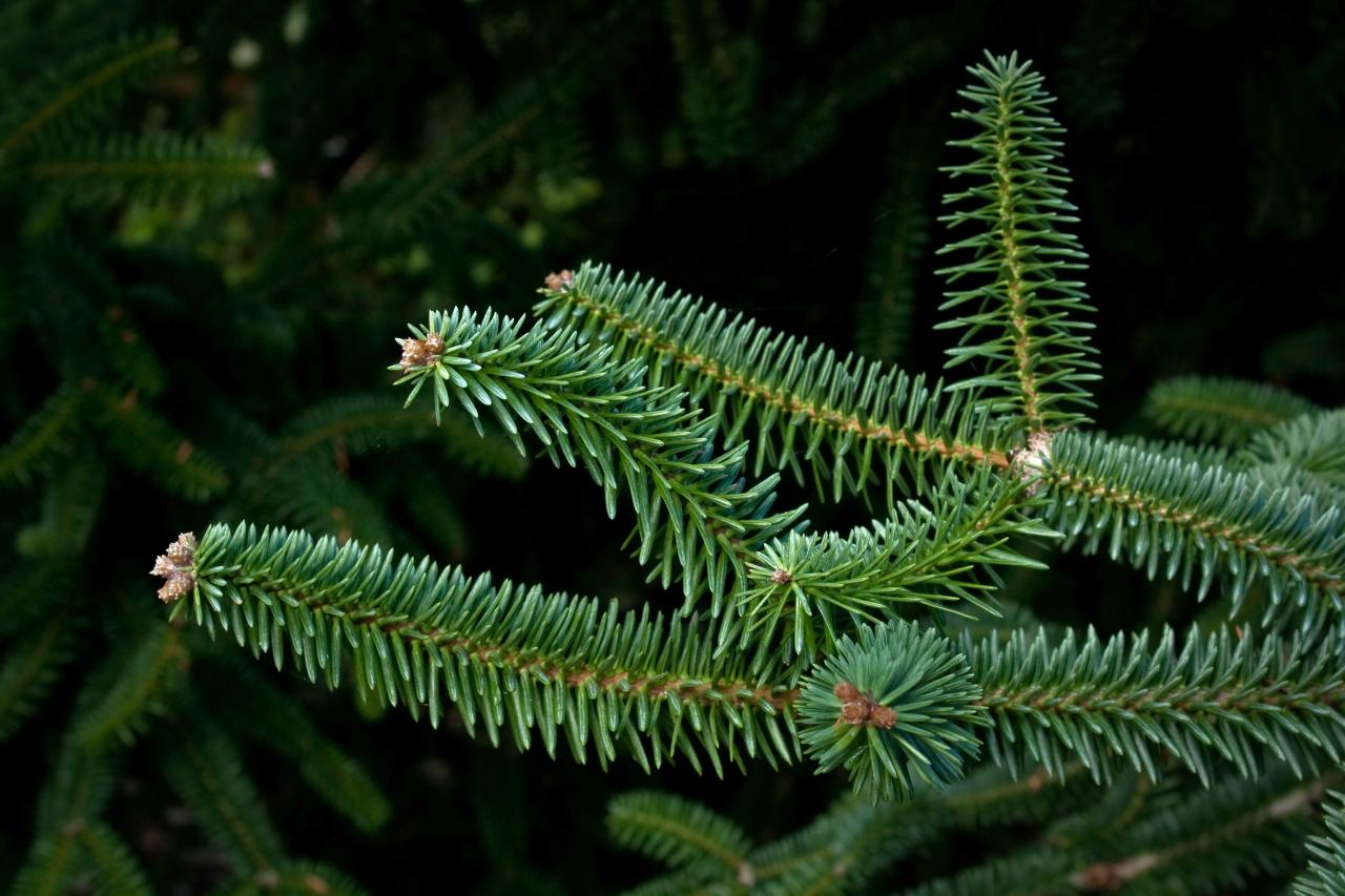 Washington Park Arboretum | University of Washington Botanic Gardens