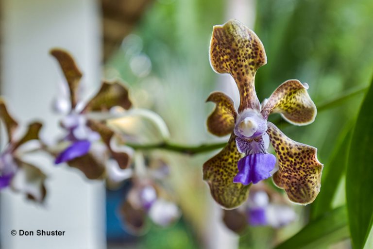 Gardens - Bonnet House