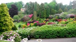 Staffordshire Photo: Summer gardens