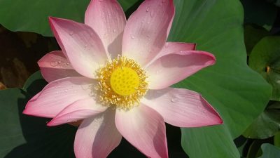 Botanical gardens near me explore natures beauty