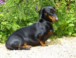 dog food storage container Keeping Your Pets Food Fresh