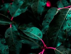 green bay botanical gardens Discover Natures Beauty