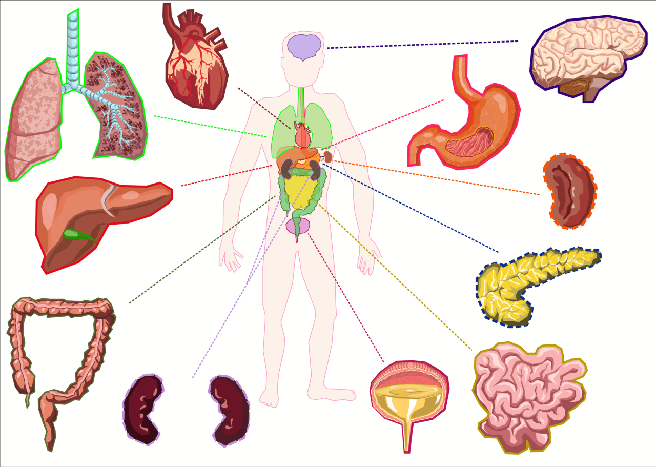 Clipart - Organs of the human body Clipart - Organs of the human body