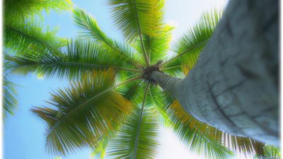 Palm Photograph by Mindy Newman - Fine Art America