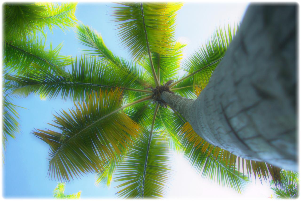 Palm Photograph by Mindy Newman - Fine Art America