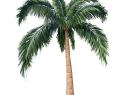 Palm Beach Gardens Realtors Your Guide To The Market