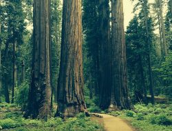The Natural Gardener Austin Cultivating Green Spaces
