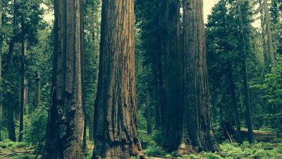 The Natural Gardener Austin Cultivating Green Spaces