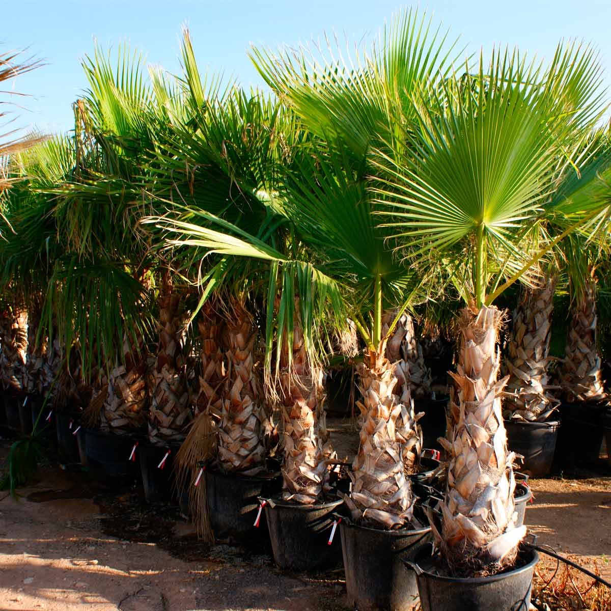How Much Is A Fully Grown Palm Tree Worth at patriciarcoles blog