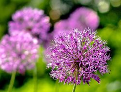 Botanical Gardens Nashville A Vibrant Nature Escape