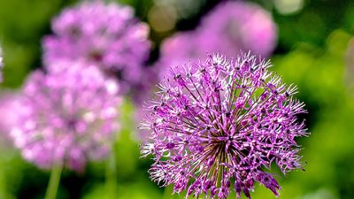 Botanical Gardens Nashville A Vibrant Nature Escape