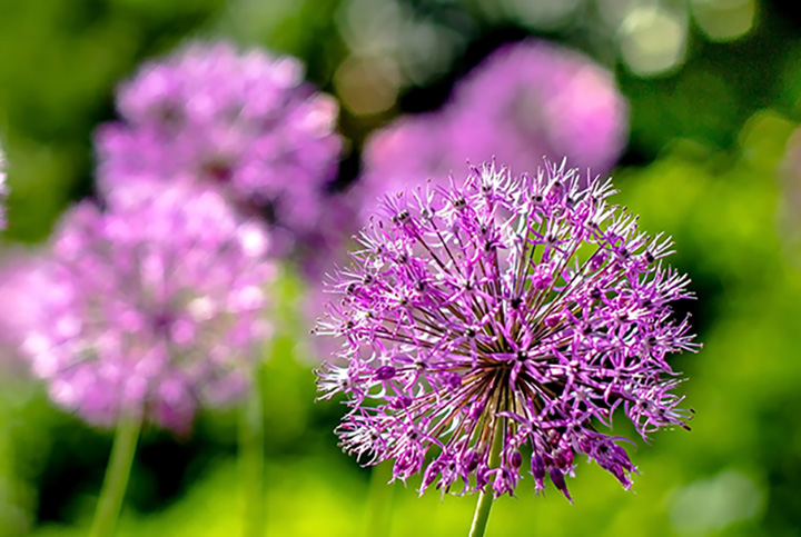 Botanical gardens nashville