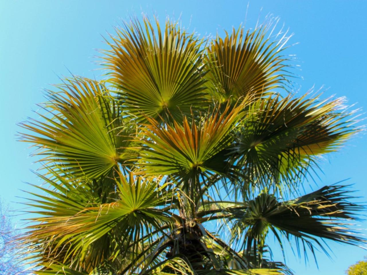 Windmill Palm Trees: How To Plant A Windmill Palm Tree